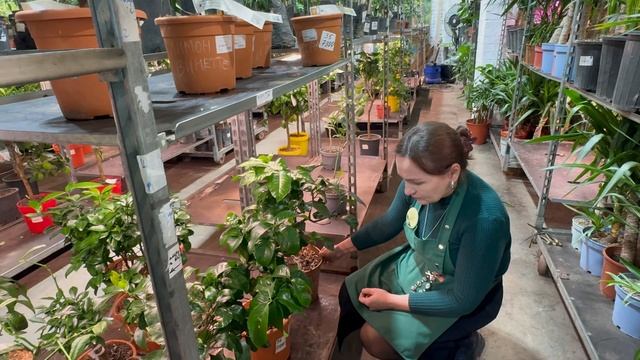 Обзор цитрусовых растений в СПб Часть 1