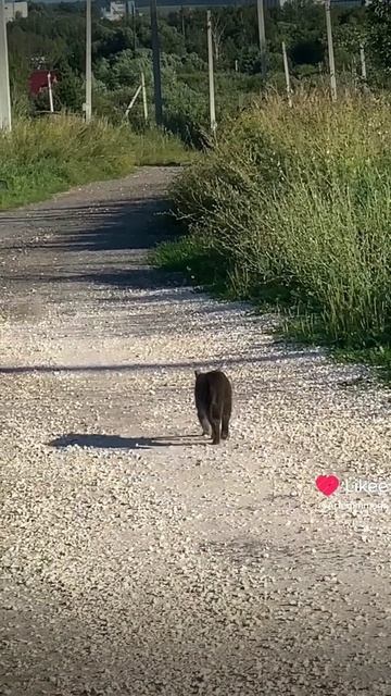Милый котик котик cat