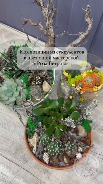 Суккуленты в Роза Ветров