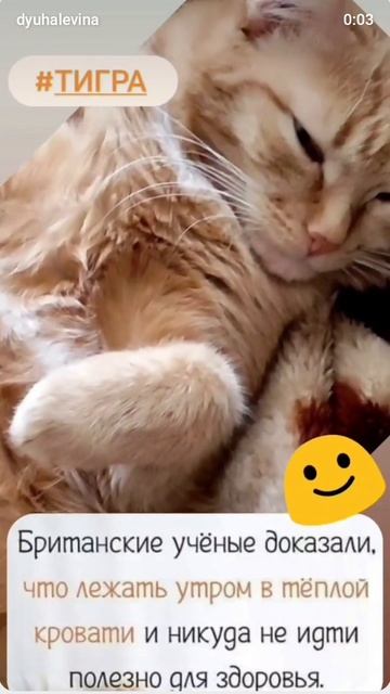 #золотаякошка #тигра