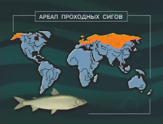 Какую роль выполнил Пыжьян — Coregonus Pidschian в эволюции рода Сиги (Whitefishes) — Coregonus ?
