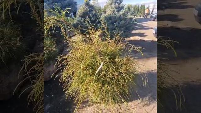 Туя западная Филимформис