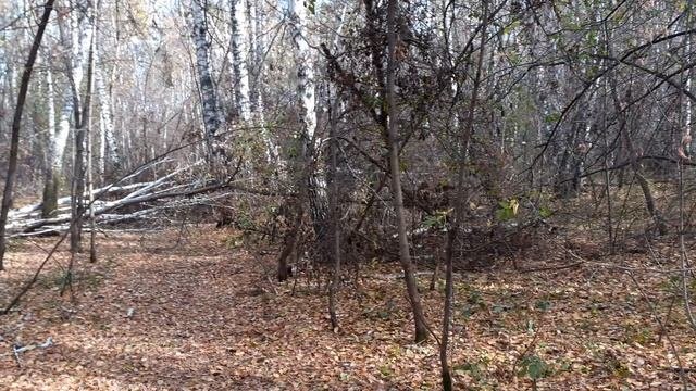 Бедная Бугринская роща.