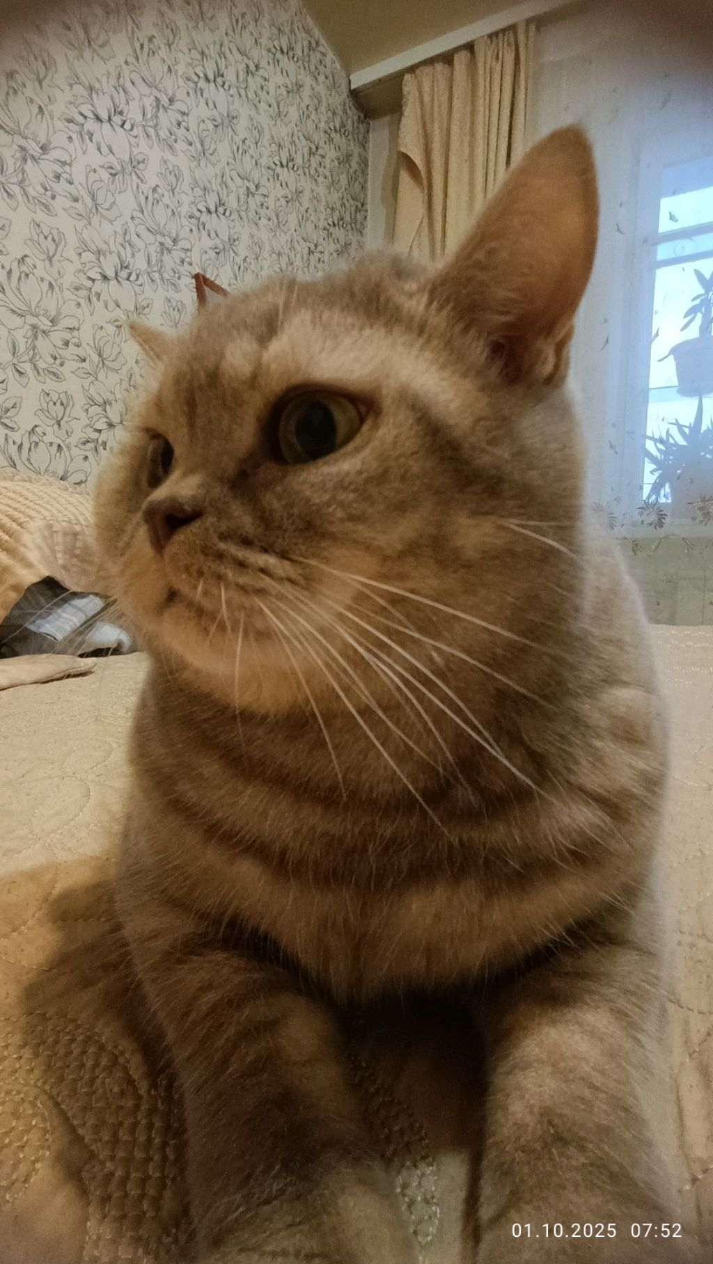 куку