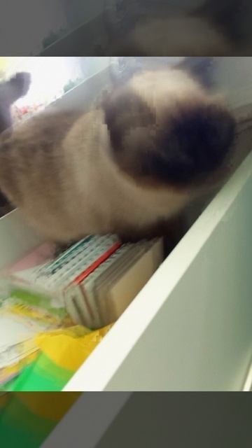 Познакомимся с моей кошкой