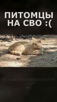 Кошки и собаки в зоне СВО - Как изменилась война? Ч.1 #shorts #СВО #БМП