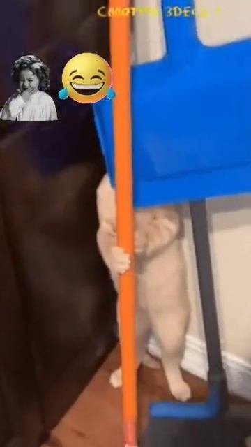ку-ку, мой милый хвостик🤣😺