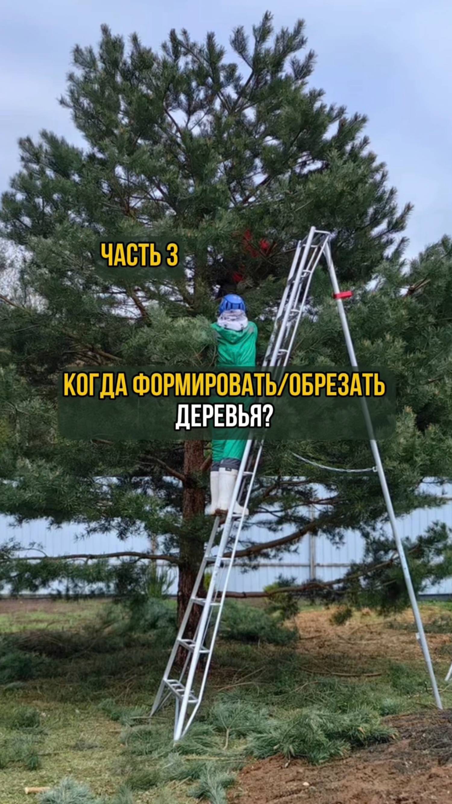 Когда формировать/обрезать деревья. Часть 3