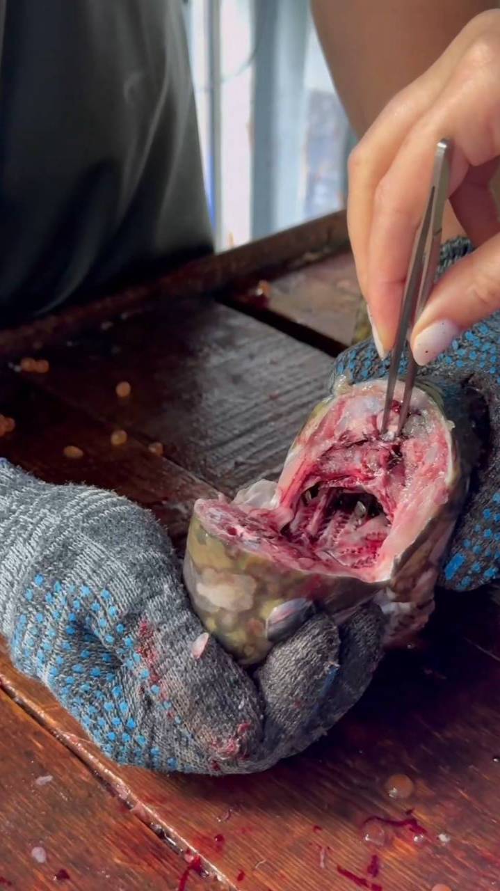 Сбор отолитов на ЛРЗ "Кеткино" в рамках государственного задания