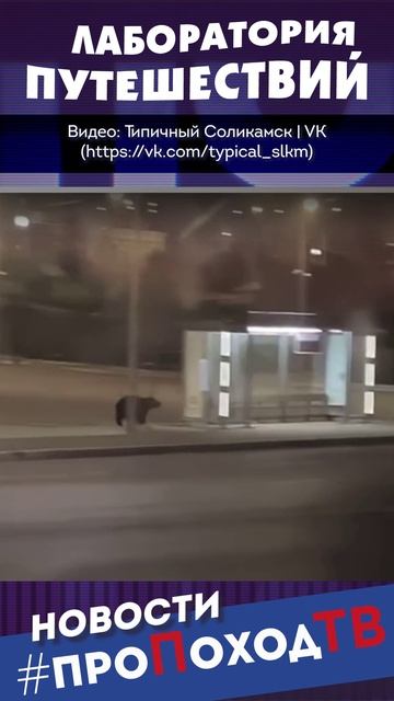Медведь в центре города: видео из Соликамска