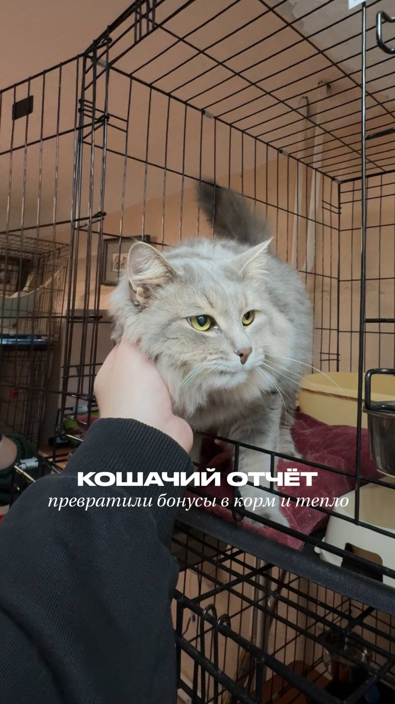 Получили письмо от кошек: «мур-мур-мур» 🐱
