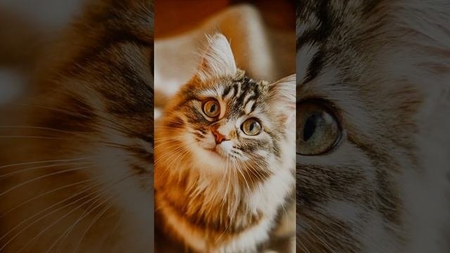 Beautiful cat .mp4