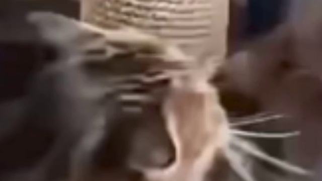 Катали
