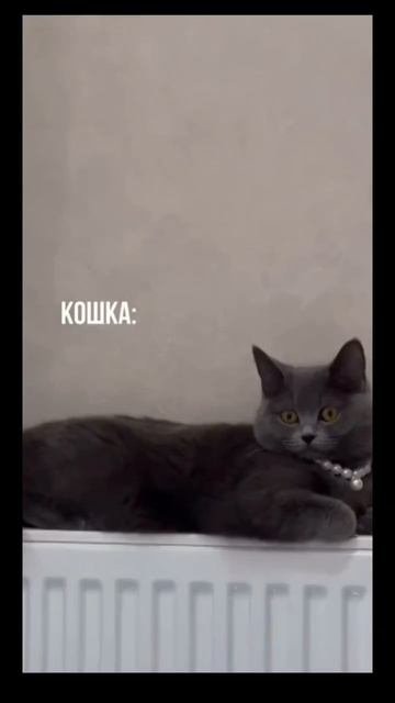 #кошка #еда #норма #юмор #смех #ржака #прикол