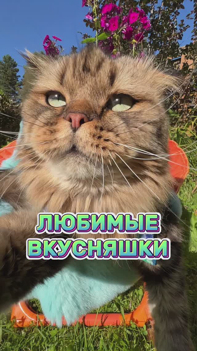 Обалденно вкусно!😻 #котики #животные #милыекотики #милота #shorts