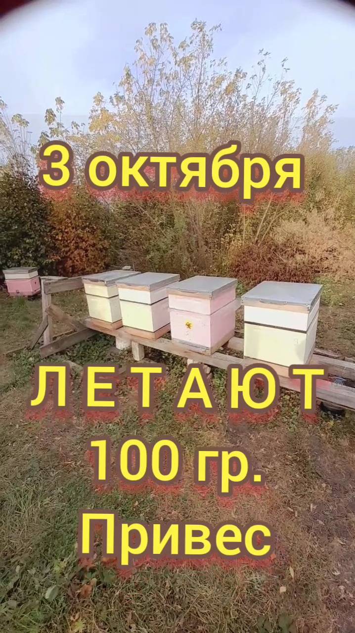 #пасека Летают привес 100 грамм 3 октября 2025г