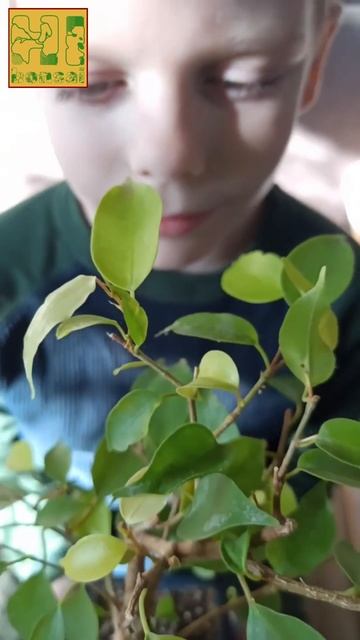 Бонсай 4 года. Продажа.