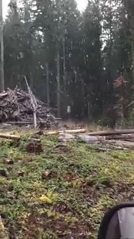 жуткие крики из леса