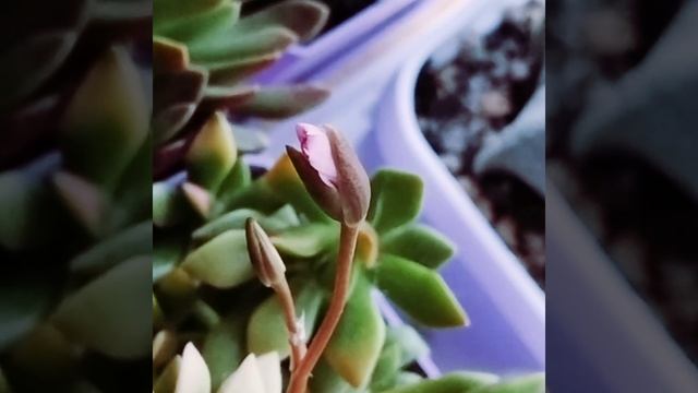 Анакампсерос руфенс вступает в период цветения 🌺🌿.