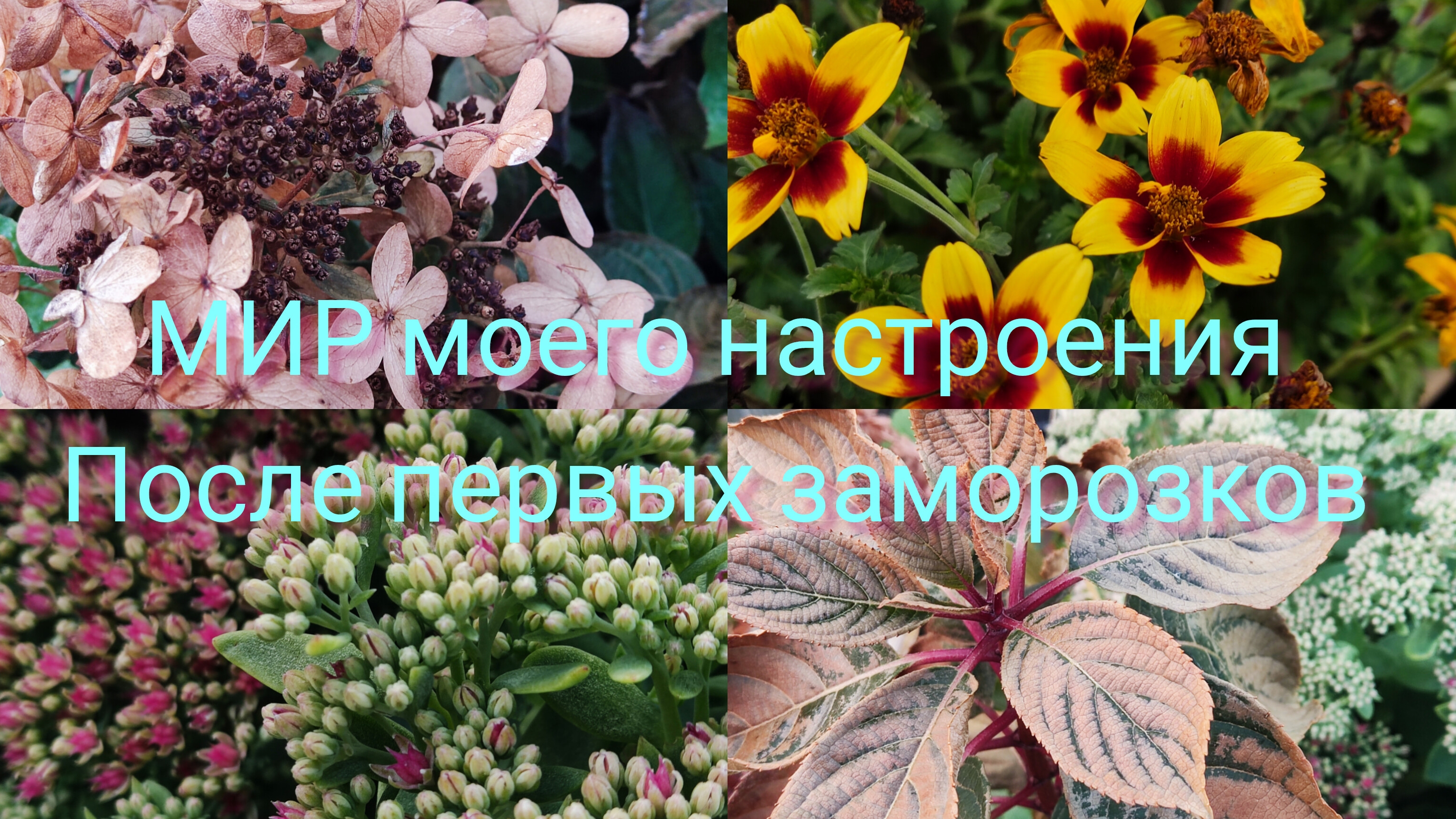 03.10.25 Дача.После первого заморозка.