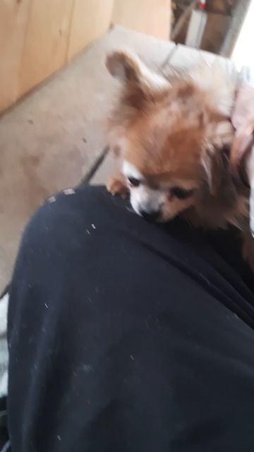 Пенсионеры в деревенских трудах-Х-2025