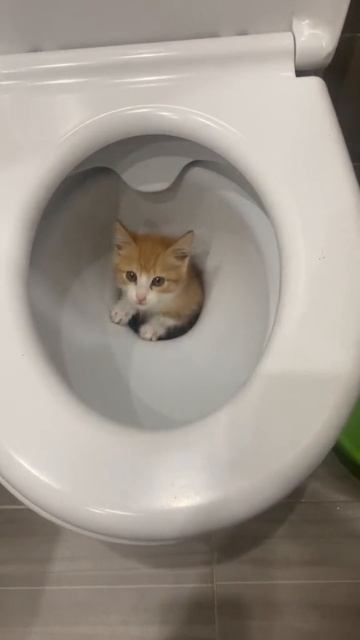 Котик в унитазе