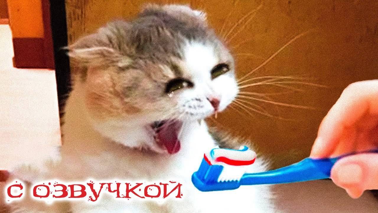 🍿 Приколы с котами с озвучкой! Смешные коты! Самые Смешные животные ДО СЛЁЗ! Мне бы таких котов!