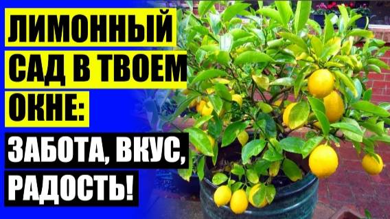 ⚫ ПЛОДОНОСЯЩЕЕ ЛИМОННОЕ ДЕРЕВО 💡 ВЫРАЩИВАНИЕ ЛИМОНА В ДОМАШНИХ УСЛОВИЯХ ИЗ КОСТОЧКИ
