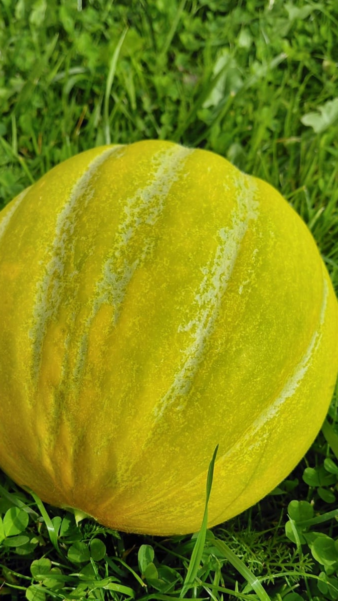 🍈 Дыня Эфиопка #сад #огород #дача #дыни #растения #цветы