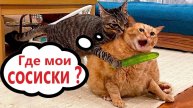 Приколы с котами! С ОЗВУЧКОЙ! Смешные коты и собаки! САМЫЕ СМЕШНЫЕ ЖИВОТНЫЕ!