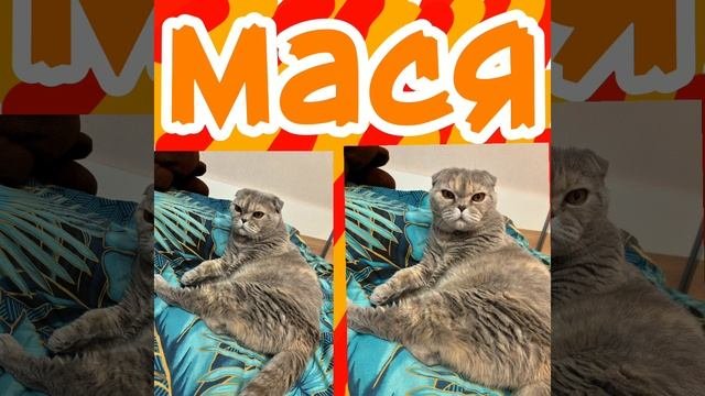 наша любимая мася.