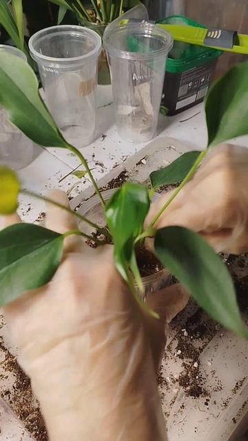 Антуриум Лилли 😍 Поделила большой куст, а малышей посадила на фитиль.