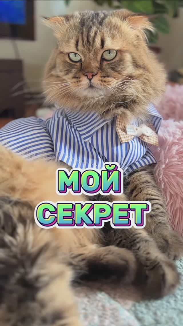 А где трудоустроены ваши питомцы?😹   #котики #юмор #животные