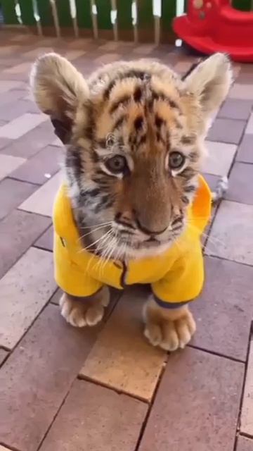 Наш TG Https://t.me/liveofcats