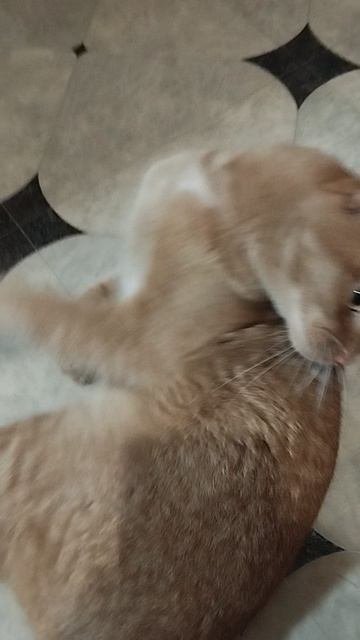 Кот-Лео