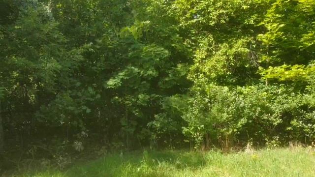 Альшанский сад