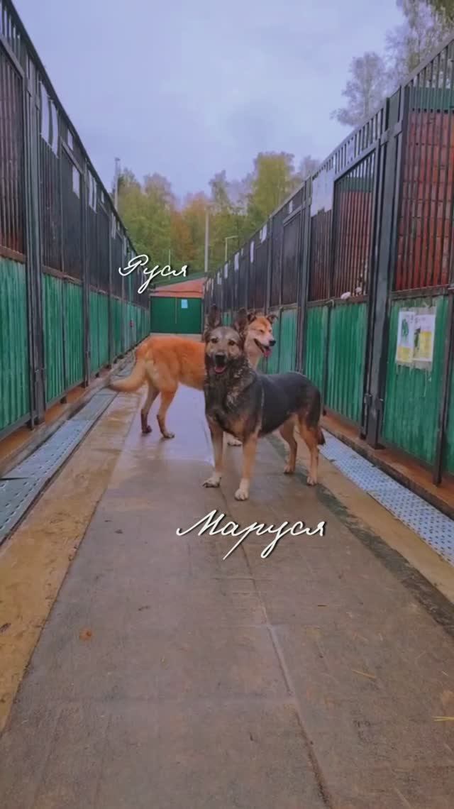 "Всё для неё" ❥ Приют в Малинках