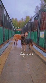 "Всё для неё" ❥ Приют в Малинках