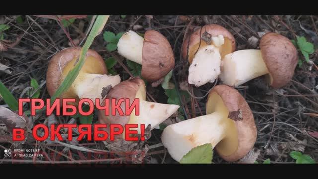 МАСЛЯТА  подоспели! Тихая охота!