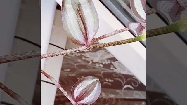 Традесканция зебрина 🌸 радует своим постоянным цветением в воде. 💧