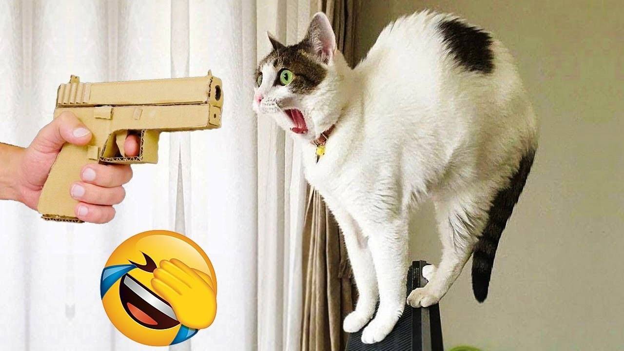 Самые смешные видео приколы про животных 😼🐶 Попробуй не засмеяться и не разбудить весь дом) юмор