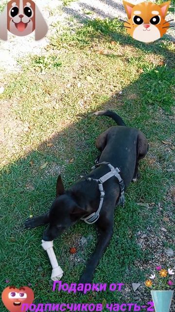 Подарки от подписчиков часть-2🐶🐱😆