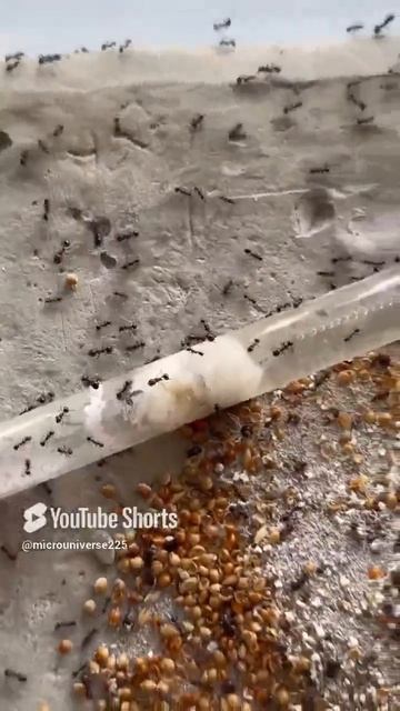 Огромный Формикарий и огромная колония на ютуб #ants #муравьи #животные #муравьинаяферма