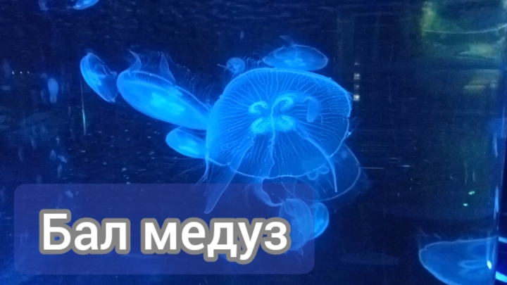 БАЛ МЕДУЗ