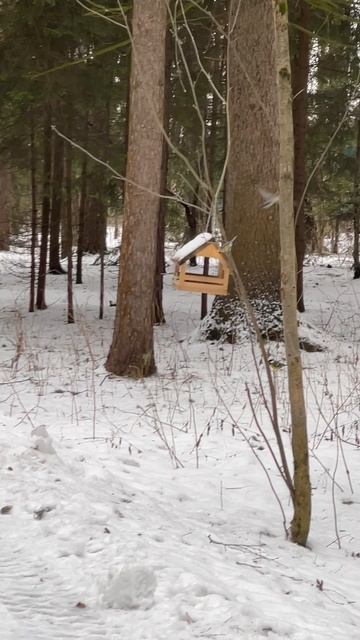 Зимний лес , 🌳 птицы 🦅 #ева #2года10месчцнв