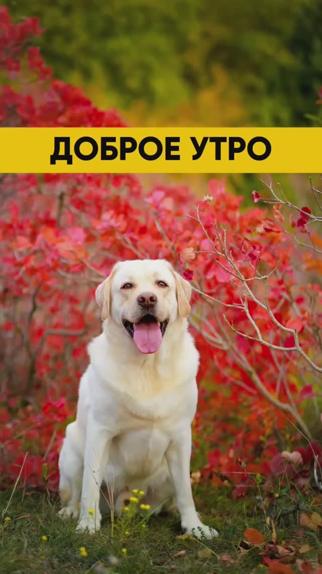 Жиза собачника 😅