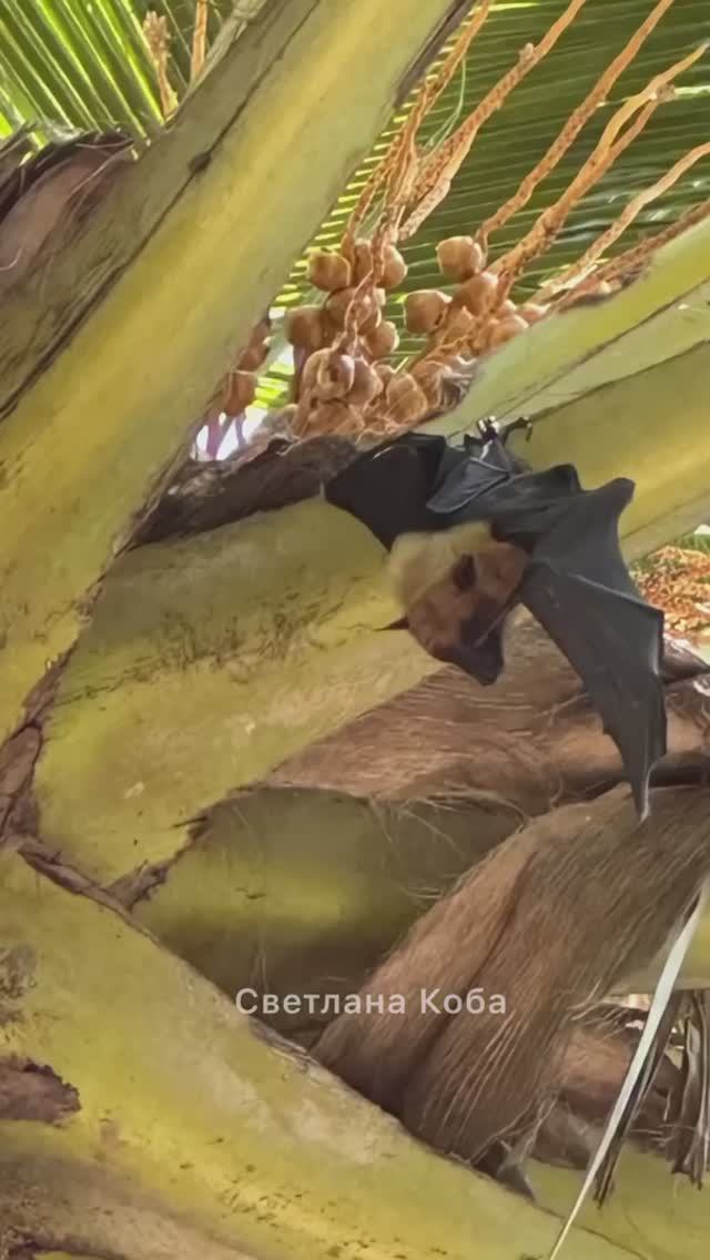 Летучая лисица