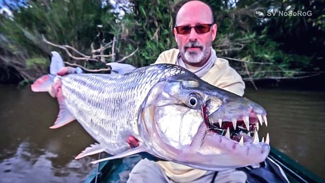 Сколько мощных зубов в пасти Большой тигровой рыба Голиаф (Giant Tigerfish) — Hydrocynus Goliath ?