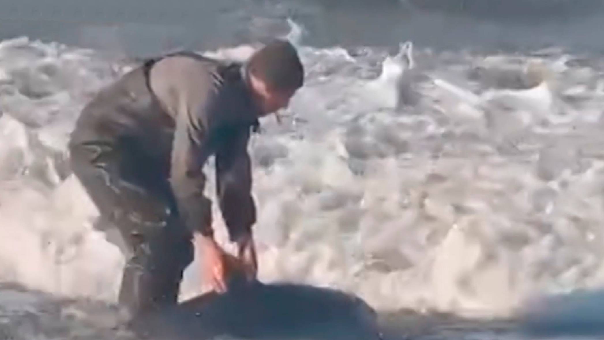 Мужчина спас выброшенного на берег дельфиненка на Камчатке