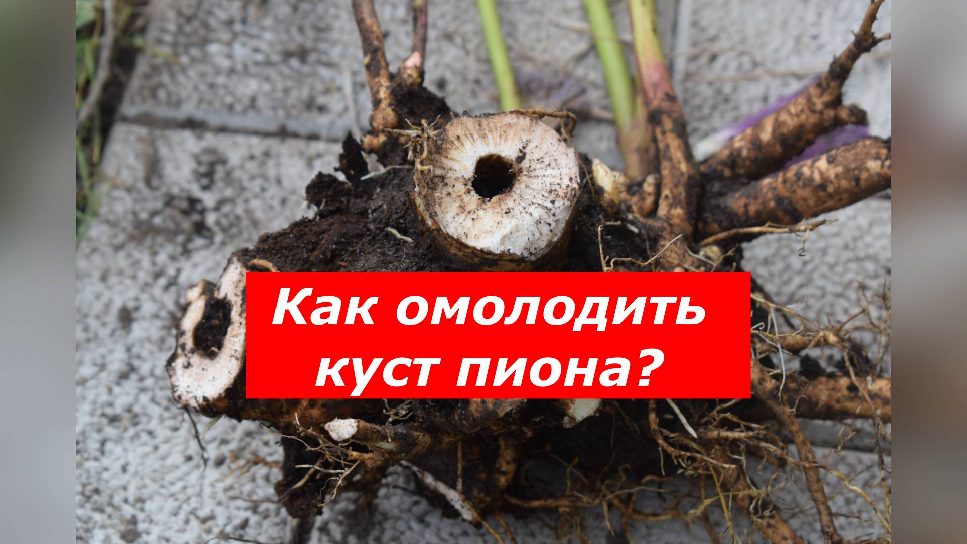Как омолодить куст пиона и получить море новых бутонов?!